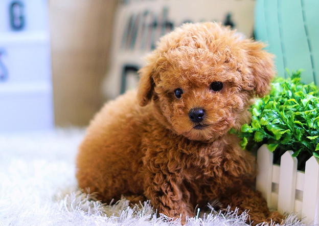 thức ăn cho chó poodle