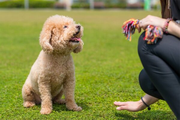 Nhờ người lạ trông hộ chó mèo