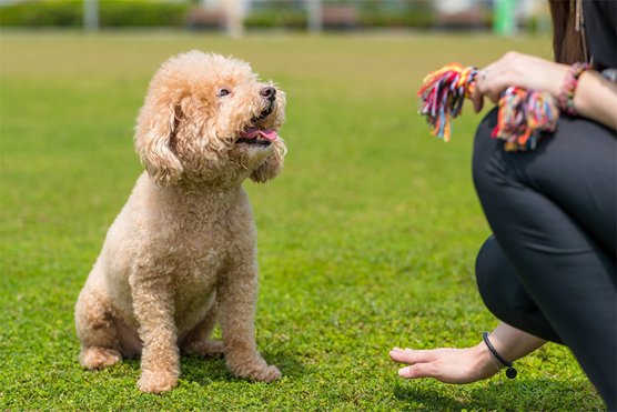 CÁC LỢI ÍCH SỨC KHỎE CHO NGƯỜI NUÔI VÀ CHÓ POODLE KHI TẬP LUYỆN CÙNG NHAU