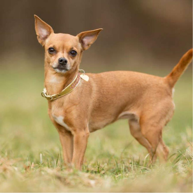 cách nuôi chó chihuahua hiệu quả