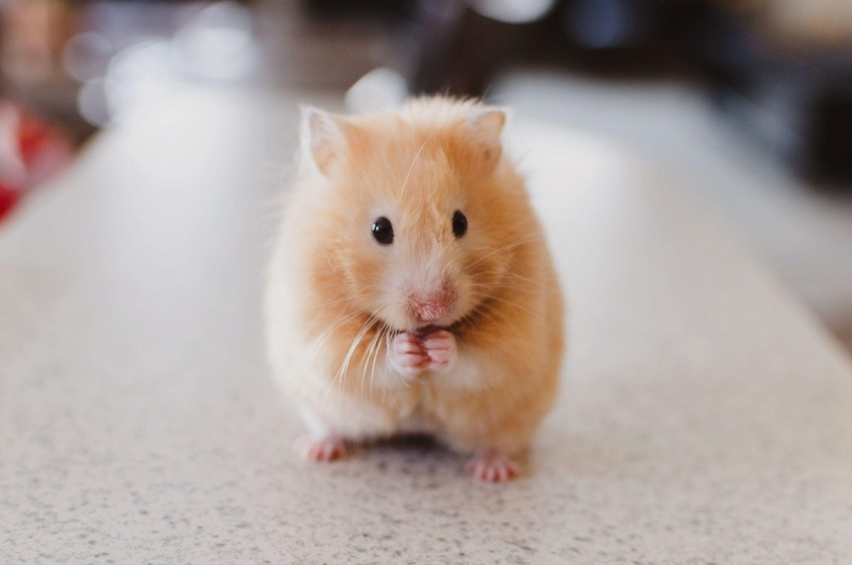 Bệnh đau bụng ở Hamster